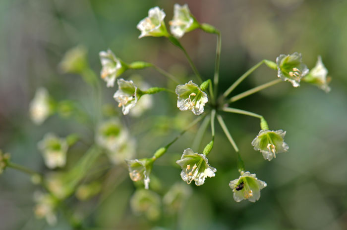 Boerhavia scandens, Climbing Wartclub Boerhavia scandens, Climbing Wartclub